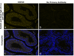 Goat IgG (H+L) Secondary Antibody in Immunohistochemistry (Paraffin) (IHC (P))