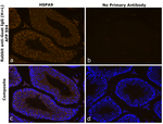 Goat IgG (H+L) Secondary Antibody in Immunohistochemistry (Paraffin) (IHC (P))
