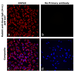 Goat IgG (H+L) Secondary Antibody in Immunocytochemistry (ICC/IF)