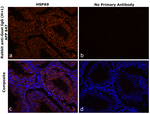 Goat IgG (H+L) Secondary Antibody in Immunohistochemistry (Paraffin) (IHC (P))