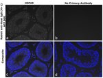 Goat IgG (H+L) Secondary Antibody in Immunohistochemistry (Paraffin) (IHC (P))