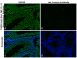 Goat IgG (H+L) Secondary Antibody in Immunohistochemistry (Paraffin) (IHC (P))