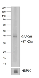 Goat IgG (H+L) Secondary Antibody in Western Blot (WB)