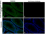 Rabbit IgG Fc Secondary Antibody in Immunohistochemistry (Paraffin) (IHC (P))