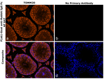 Rabbit IgG Fc Secondary Antibody in Immunohistochemistry (Paraffin) (IHC (P))