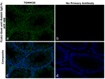Rabbit IgG Fc Secondary Antibody in Immunohistochemistry (Paraffin) (IHC (P))