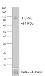 Rabbit IgG Fc Secondary Antibody in Western Blot (WB)