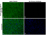 Rat IgG Fc Secondary Antibody in Immunohistochemistry (Paraffin) (IHC (P))