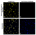 Goat anti-Rat IgG Fc Superclonal™ Secondary Antibody, Alexa Fluor™ Plus 555