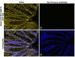 Rat IgG Fc Secondary Antibody in Immunohistochemistry (Paraffin) (IHC (P))