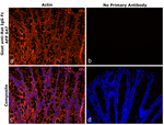 Rat IgG Fc Secondary Antibody in Immunohistochemistry (Paraffin) (IHC (P))