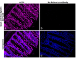 Rat IgG Fc Secondary Antibody in Immunohistochemistry (Paraffin) (IHC (P))