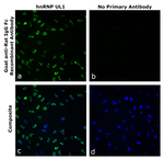 Rat IgG Fc Secondary Antibody in Immunocytochemistry (ICC/IF)