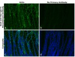 Rat IgG Fc Secondary Antibody in Immunohistochemistry (Paraffin) (IHC (P))
