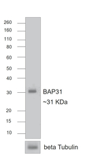 Rat IgG Fc Secondary Antibody in Western Blot (WB)