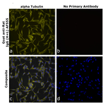 Goat anti-Rat IgG (H+L) Superclonal™ Secondary Antibody, Alexa Fluor™ 555