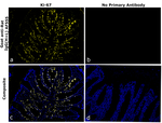 Rat IgG (H+L) Secondary Antibody in Immunohistochemistry (Paraffin) (IHC (P))