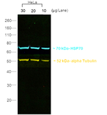 Rat IgG (H+L) Secondary Antibody in Western Blot (WB)