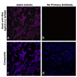 Goat anti-Rat IgG (H+L) Superclonal™ Secondary Antibody, Alexa Fluor™ 680