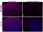 Rat IgG (H+L) Secondary Antibody in Immunohistochemistry (Paraffin) (IHC (P))
