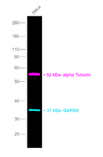 Rat IgG (H+L) Secondary Antibody in Western Blot (WB)
