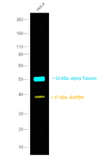 Rat IgG (H+L) Secondary Antibody in Western Blot (WB)