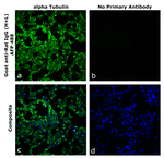 Goat anti-Rat IgG (H+L) Superclonal™ Secondary Antibody, Alexa Fluor™ Plus 488