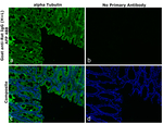 Rat IgG (H+L) Secondary Antibody in Immunohistochemistry (Paraffin) (IHC (P))