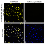 Goat anti-Rat IgG (H+L) Superclonal™ Secondary Antibody, Alexa Fluor™ Plus 555
