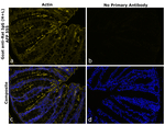 Rat IgG (H+L) Secondary Antibody in Immunohistochemistry (Paraffin) (IHC (P))