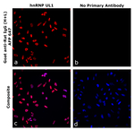 Goat anti-Rat IgG (H+L) Superclonal™ Secondary Antibody, Alexa Fluor™ Plus 647