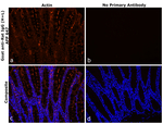 Rat IgG (H+L) Secondary Antibody in Immunohistochemistry (Paraffin) (IHC (P))