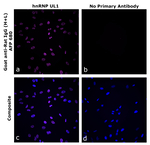 Goat anti-Rat IgG (H+L) Superclonal™ Secondary Antibody, Alexa Fluor™ Plus 680
