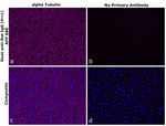 Rat IgG (H+L) Secondary Antibody in Immunohistochemistry (Paraffin) (IHC (P))