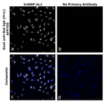 Goat anti-Rat IgG (H+L) Superclonal™ Secondary Antibody, Alexa Fluor™ Plus 750
