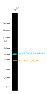Rat IgG (H+L) Secondary Antibody in Western Blot (WB)