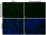 Rat IgG (H+L) Secondary Antibody in Immunohistochemistry (Paraffin) (IHC (P))