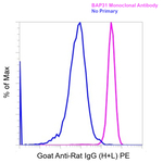 Goat anti-Rat IgG (H+L) Superclonal™ Secondary Antibody, PE