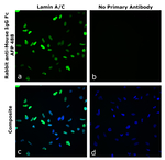 Rabbit anti-Mouse IgG Fc Superclonal™ Secondary Antibody, Alexa Fluor™ Plus 488