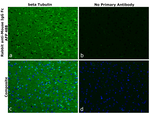 Mouse IgG Fc Secondary Antibody in Immunohistochemistry (Paraffin) (IHC (P))