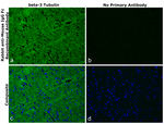 Mouse IgG Fc Secondary Antibody in Immunohistochemistry (Paraffin) (IHC (P))
