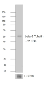 Mouse IgG Fc Secondary Antibody in Western Blot (WB)