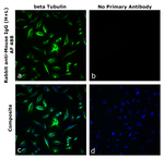 Rabbit anti-Mouse IgG (H+L) Superclonal™ Secondary Antibody, Alexa Fluor™ 488