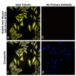 Rabbit anti-Mouse IgG (H+L) Superclonal™ Secondary Antibody, Alexa Fluor™ 555