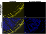 Mouse IgG (H+L) Secondary Antibody in Immunohistochemistry (Paraffin) (IHC (P))