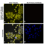 Rabbit anti-Mouse IgG (H+L) Superclonal™ Secondary Antibody, Alexa Fluor™ Plus 555