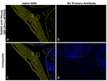 Mouse IgG (H+L) Secondary Antibody in Immunohistochemistry (Paraffin) (IHC (P))