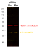 Mouse IgG (H+L) Secondary Antibody in Western Blot (WB)