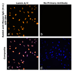 Rabbit anti-Mouse IgG (H+L) Superclonal™ Secondary Antibody, Alexa Fluor™ Plus 594