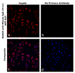Rabbit anti-Mouse IgG (H+L) Superclonal™ Secondary Antibody, Alexa Fluor™ Plus 647